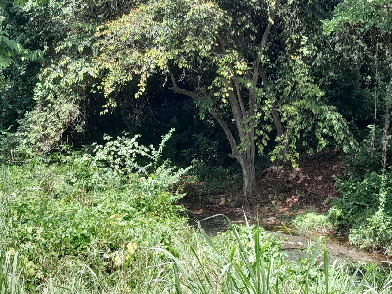 Eighth image of Spring Grove, Scotts Pass in Porus, Manchester, Jamaica - property is For Sale