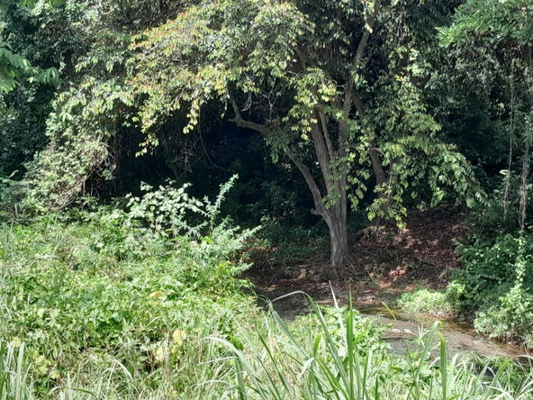 Eighth image of Spring Grove, Scotts Pass in Porus, Manchester, Jamaica - property is For Sale