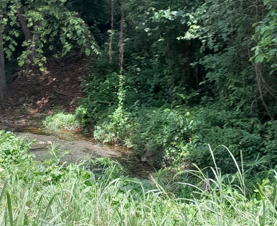Tenth image of Spring Grove, Scotts Pass in Porus, Manchester, Jamaica - property is For Sale
