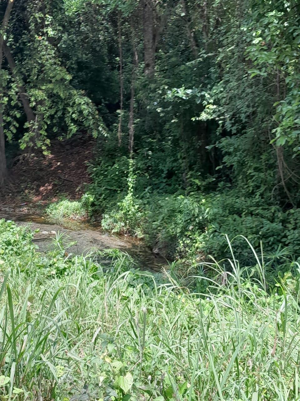 Tenth image of Spring Grove, Scotts Pass in Porus, Manchester, Jamaica - property is For Sale
