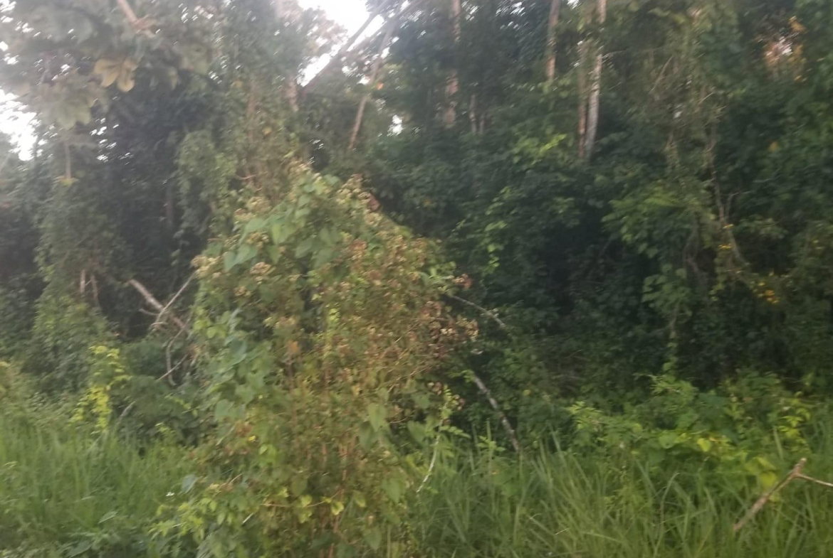 Fourth image of 267a Newark Grove in Spur Tree, Manchester, Jamaica - property is For Sale