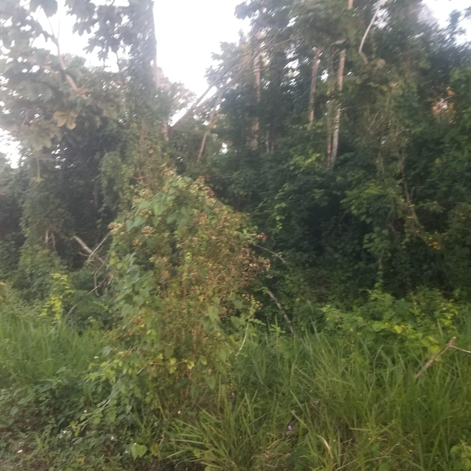 Fourth image of 267a Newark Grove in Spur Tree, Manchester, Jamaica - property is For Sale