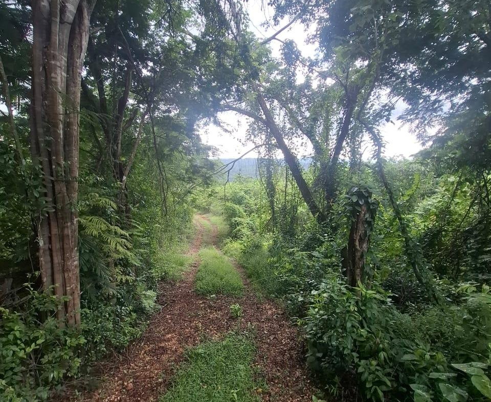 Second image of Low Ground, Rock River in Rock River, Clarendon, Jamaica - property is For Sale