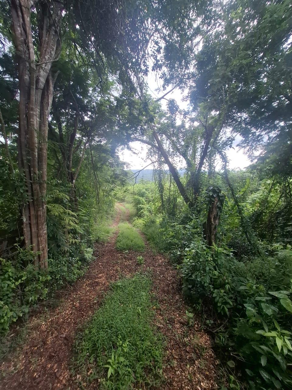 Second image of Low Ground, Rock River in Rock River, Clarendon, Jamaica - property is For Sale