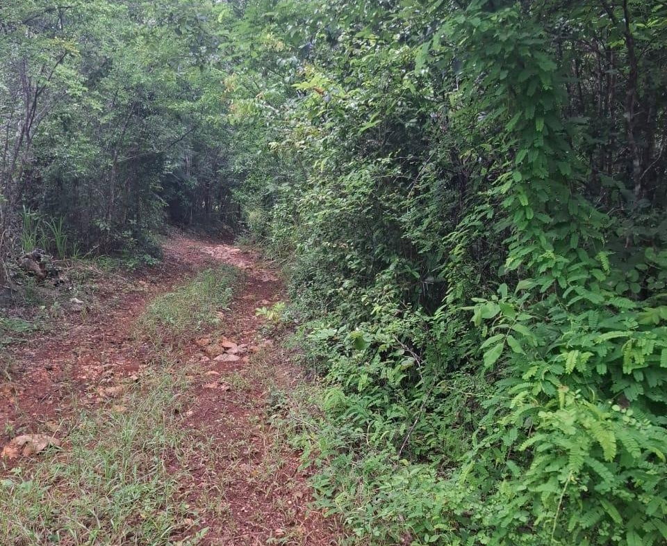 Third image of Low Ground, Rock River in Rock River, Clarendon, Jamaica - property is For Sale