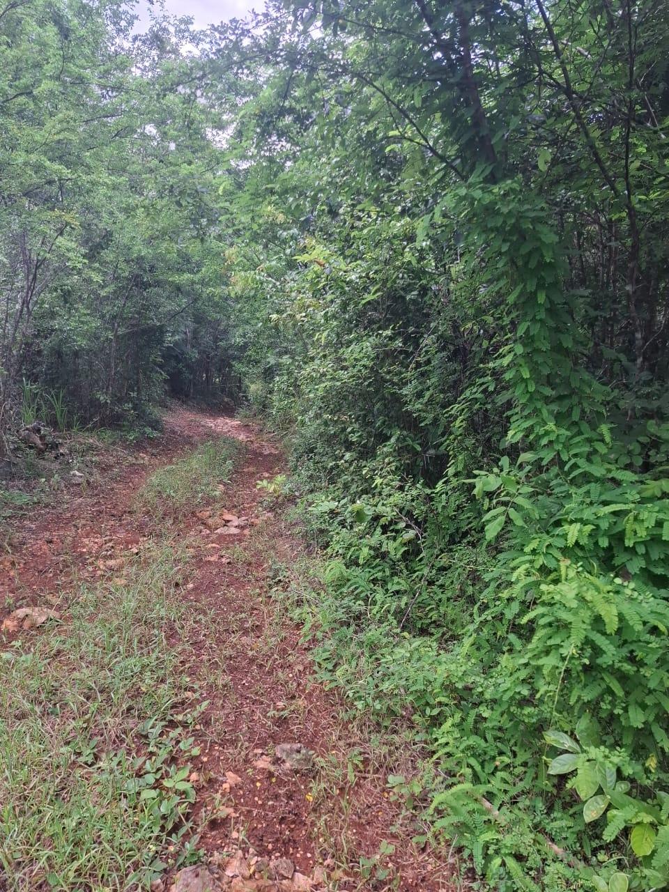 Third image of Low Ground, Rock River in Rock River, Clarendon, Jamaica - property is For Sale
