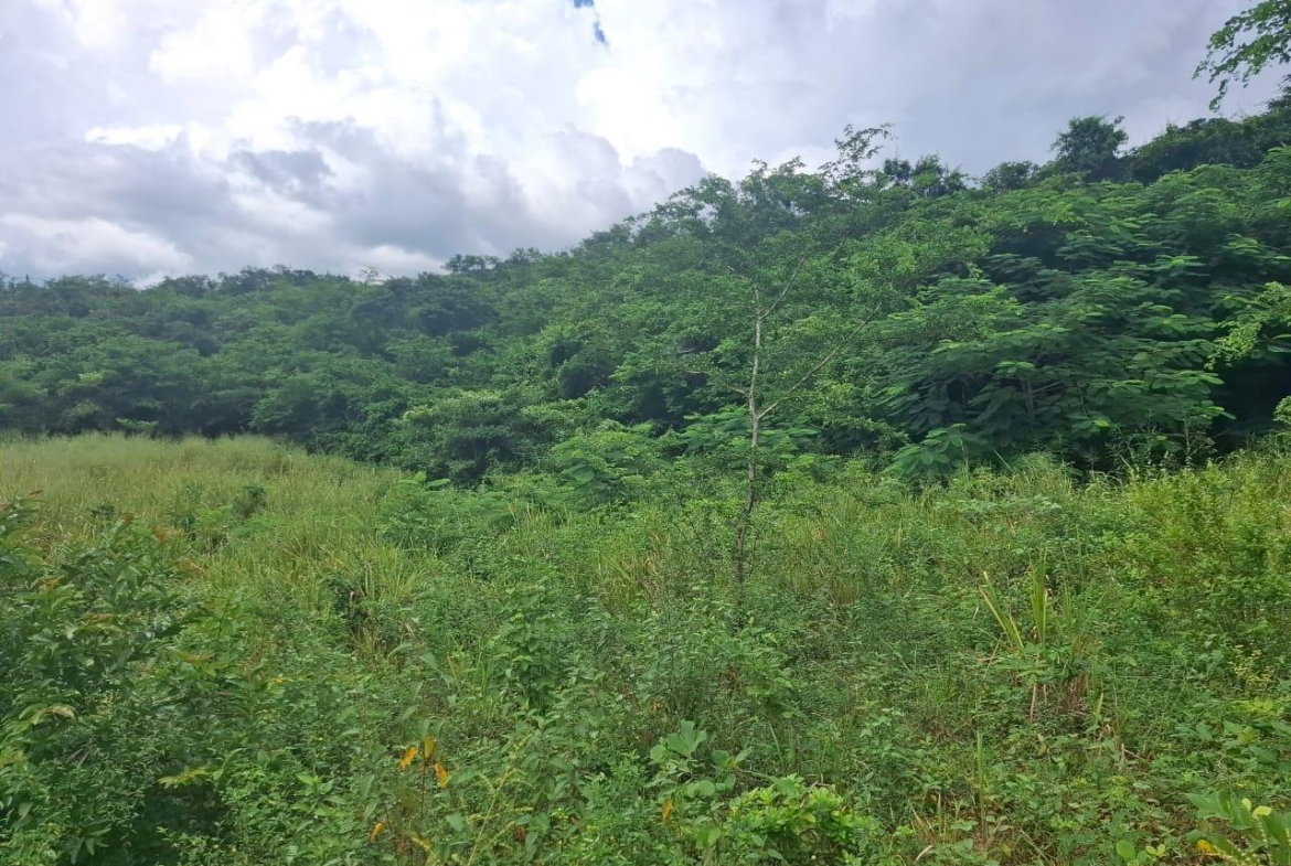 Fourth image of Low Ground, Rock River in Rock River, Clarendon, Jamaica - property is For Sale
