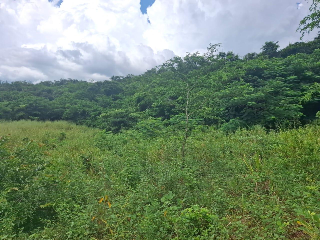Fourth image of Low Ground, Rock River in Rock River, Clarendon, Jamaica - property is For Sale