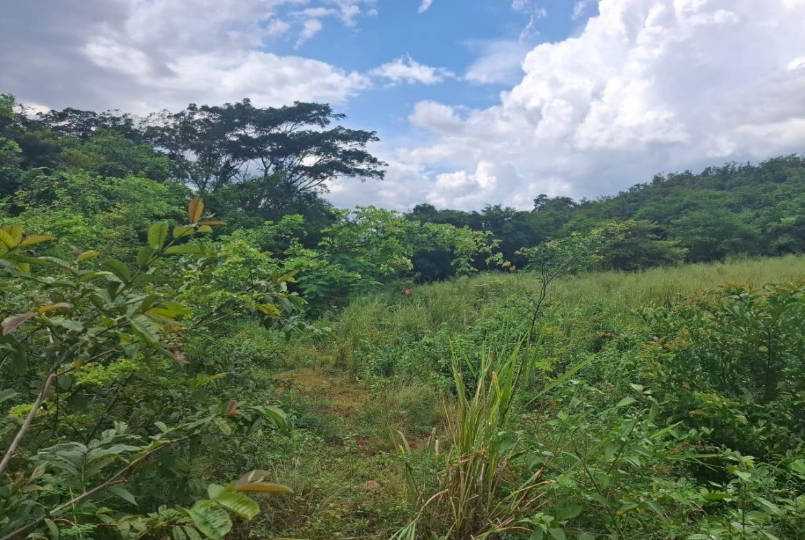 Sixth image of Low Ground, Rock River in Rock River, Clarendon, Jamaica - property is For Sale