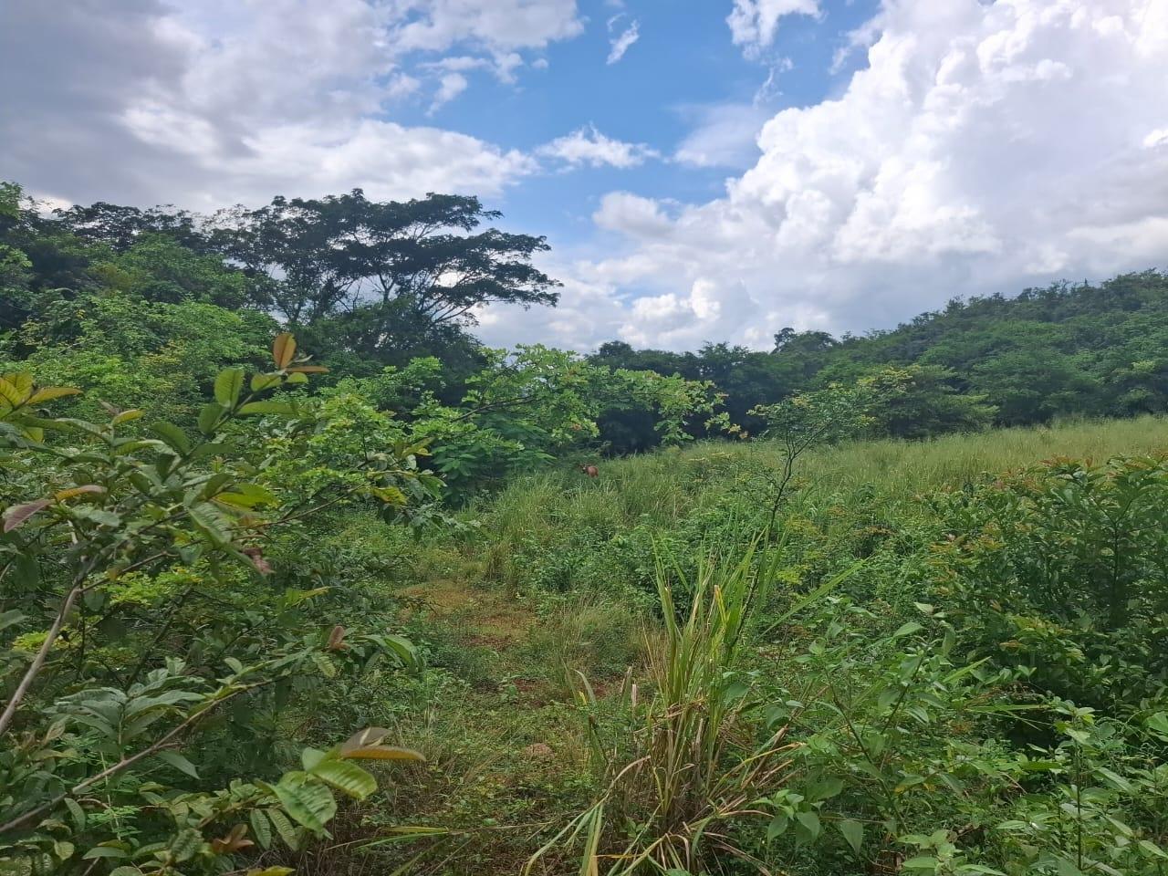Sixth image of Low Ground, Rock River in Rock River, Clarendon, Jamaica - property is For Sale