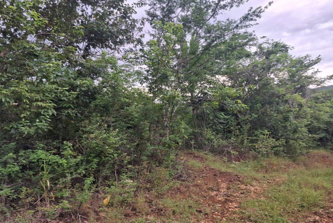 Seventh image of Low Ground, Rock River in Rock River, Clarendon, Jamaica - property is For Sale