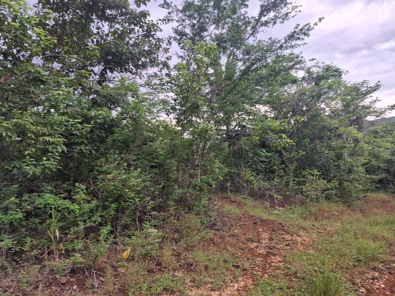 Seventh image of Low Ground, Rock River in Rock River, Clarendon, Jamaica - property is For Sale