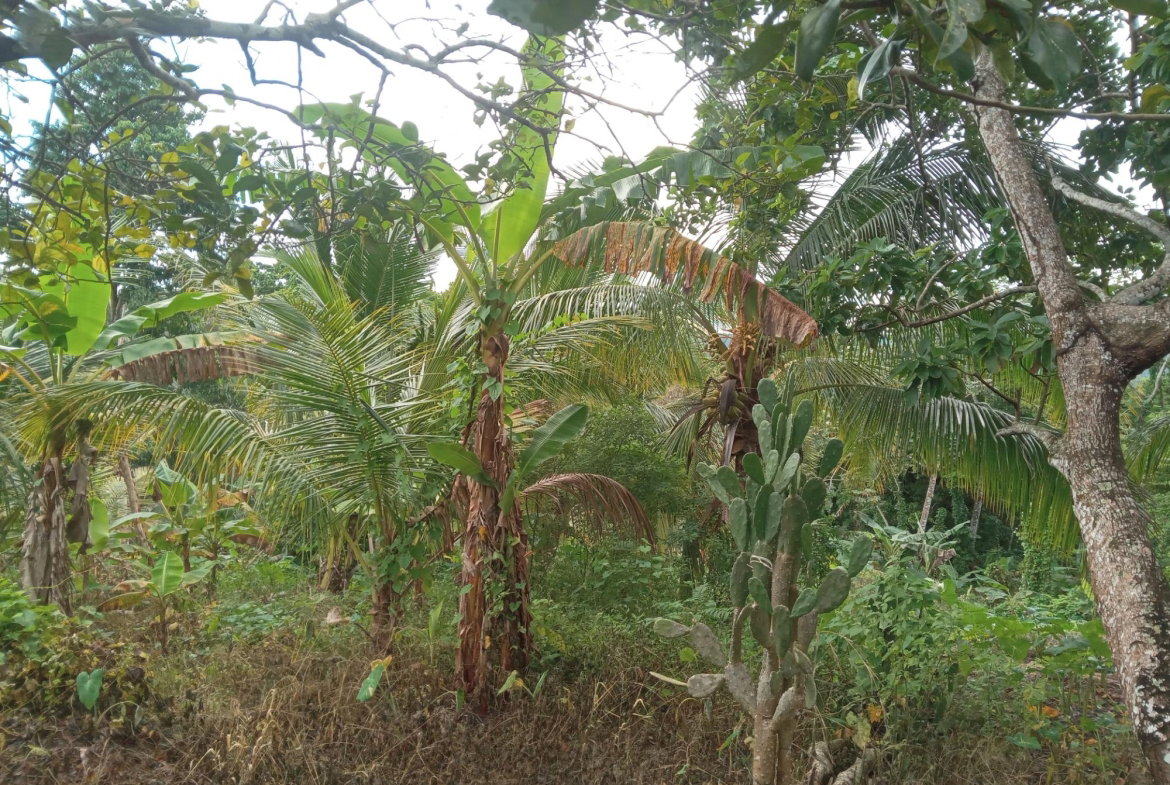 Second image of Retreat Off Mango Valley Road in Retreat, St. Mary, Jamaica - property is For Sale