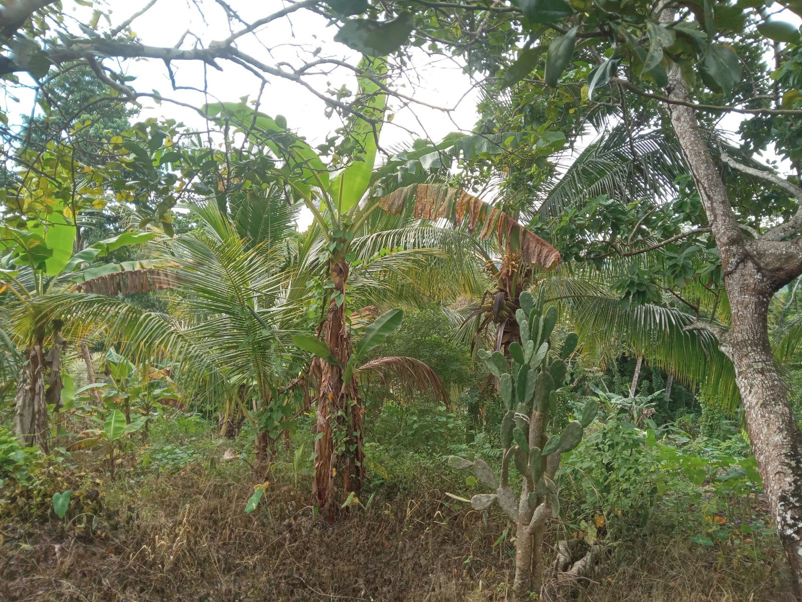 Second image of Retreat Off Mango Valley Road in Retreat, St. Mary, Jamaica - property is For Sale