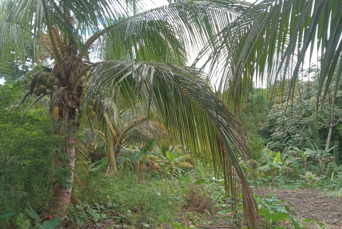 First image of Retreat Off Mango Valley Road in Retreat, St. Mary, Jamaica - property is For Sale
