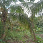 First image of Retreat Off Mango Valley Road in Retreat, St. Mary, Jamaica - property is For Sale