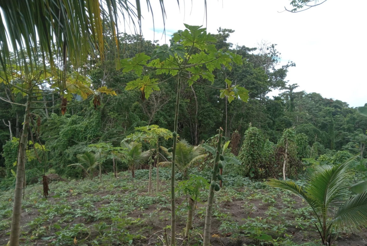 Third image of Retreat Off Mango Valley Road in Retreat, St. Mary, Jamaica - property is For Sale