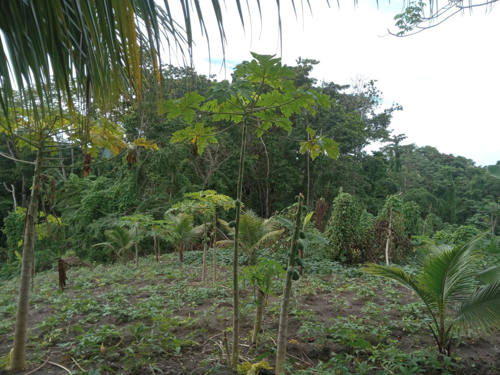 Third image of Retreat Off Mango Valley Road in Retreat, St. Mary, Jamaica - property is For Sale