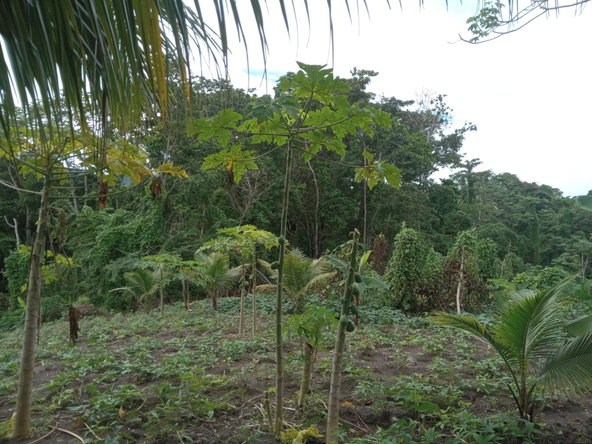Third image of Retreat Off Mango Valley Road in Retreat, St. Mary, Jamaica - property is For Sale