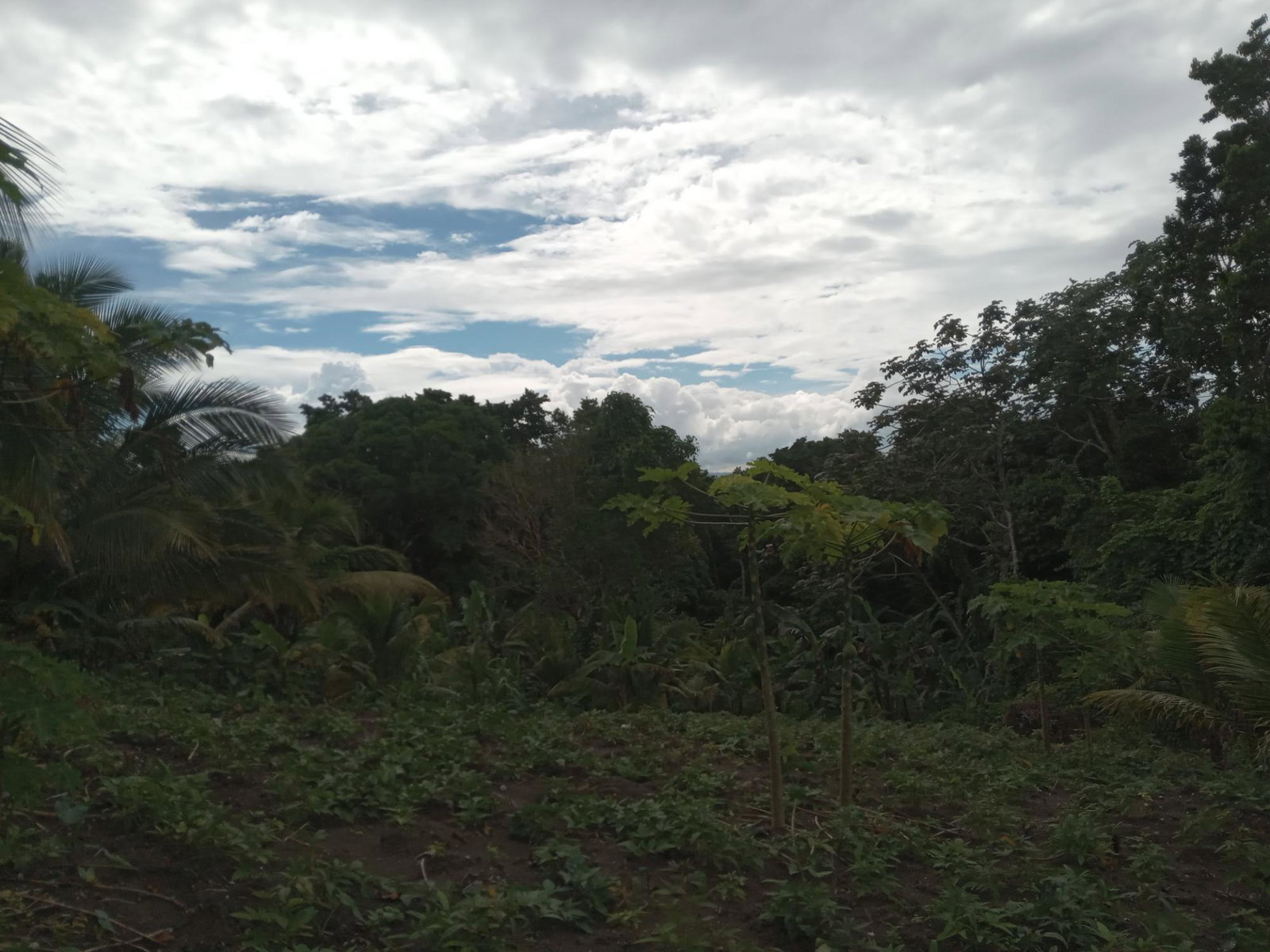 Fourth image of Retreat Off Mango Valley Road in Retreat, St. Mary, Jamaica - property is For Sale