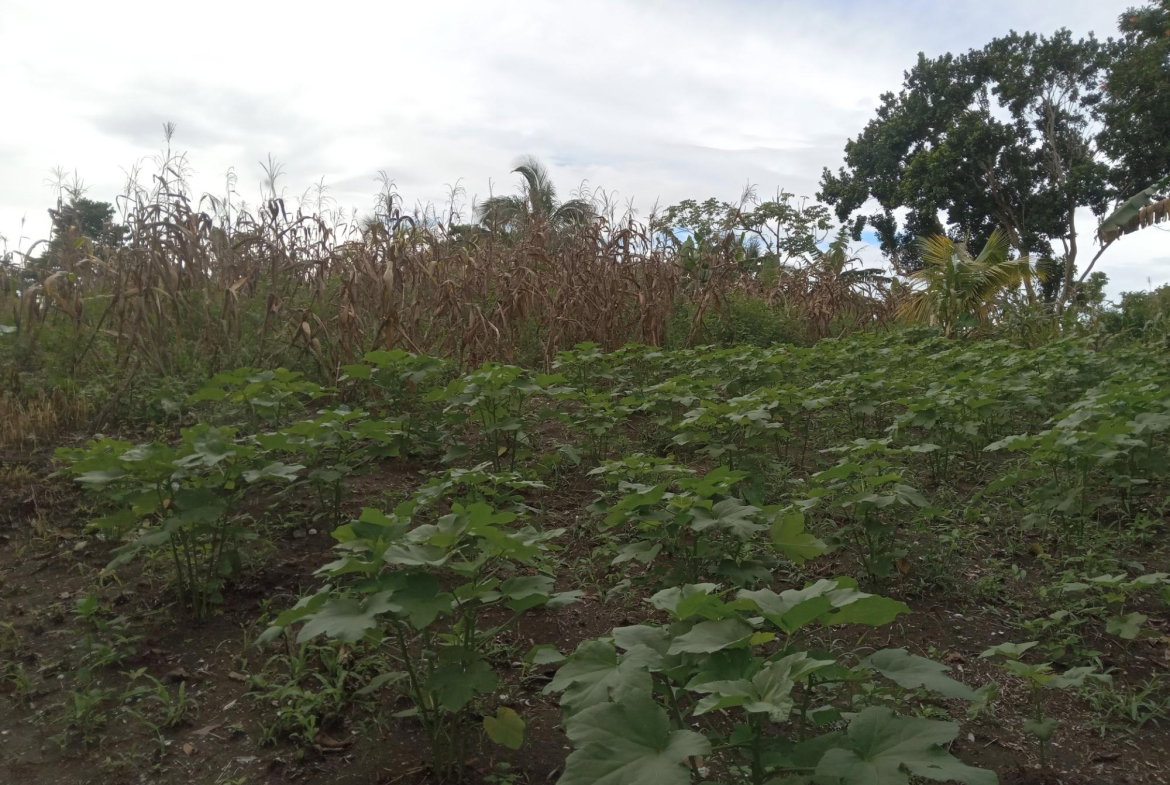 Sixth image of Retreat Off Mango Valley Road in Retreat, St. Mary, Jamaica - property is For Sale