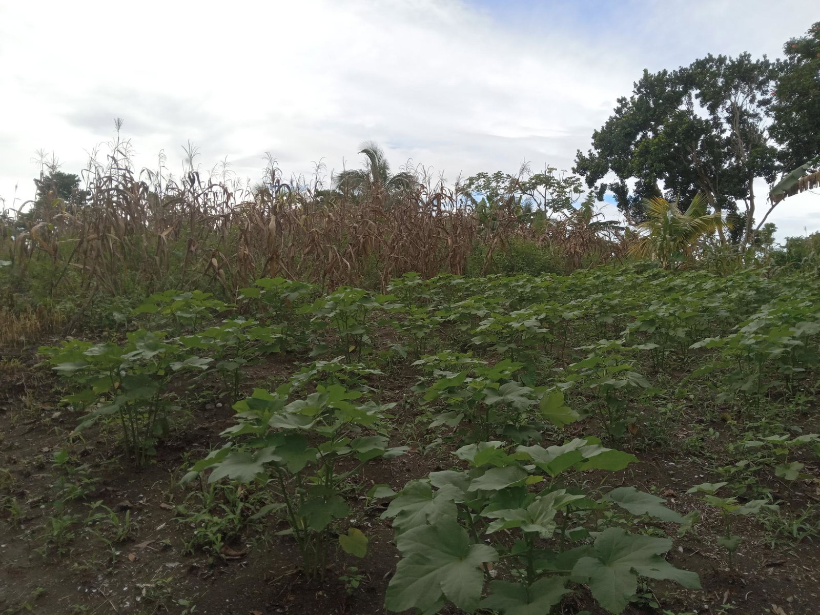 Sixth image of Retreat Off Mango Valley Road in Retreat, St. Mary, Jamaica - property is For Sale