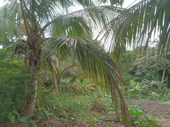 First image of Retreat Off Mango Valley Road in Retreat, St. Mary, Jamaica - property is For Sale