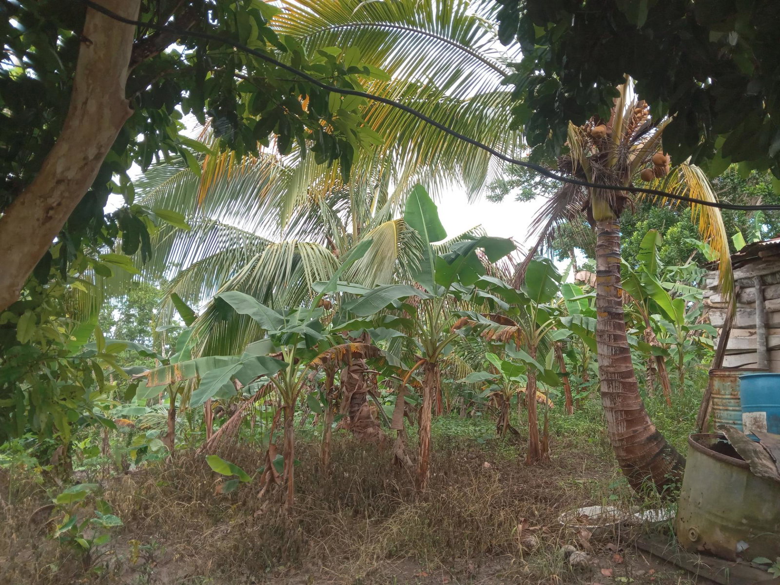 Seventh image of Retreat Off Mango Valley Road in Retreat, St. Mary, Jamaica - property is For Sale