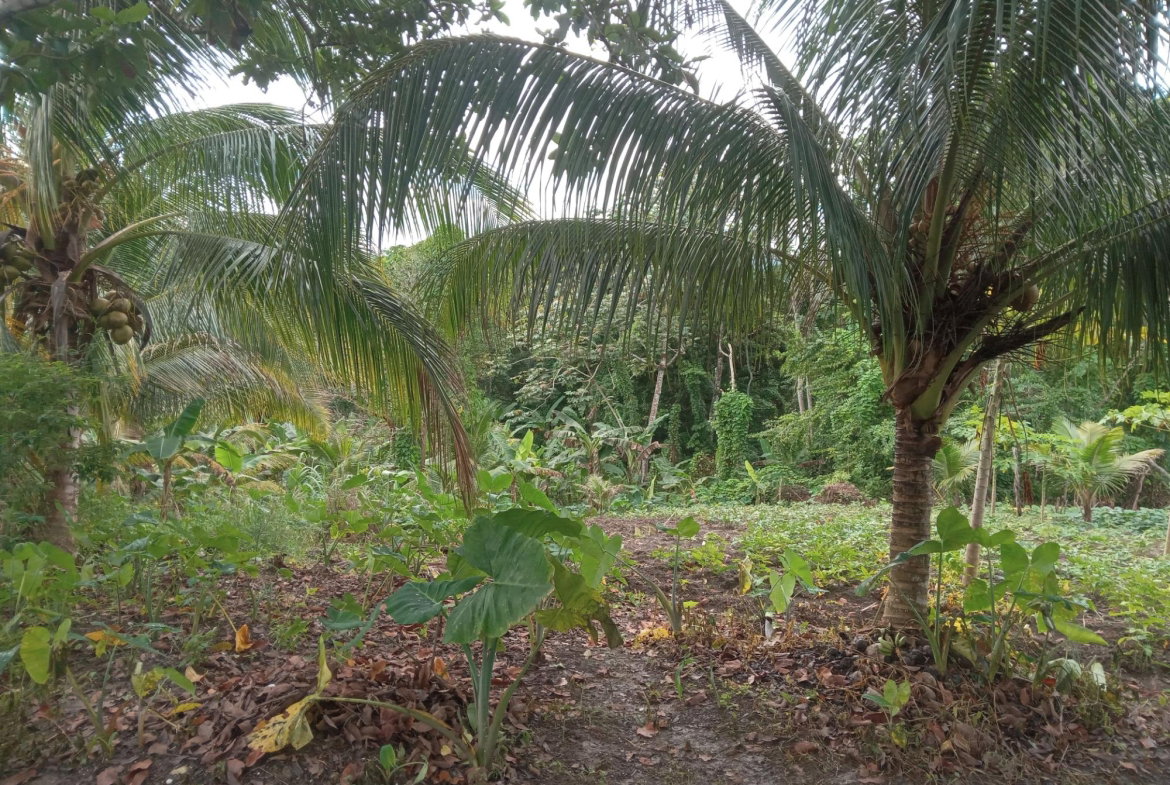 Eighth image of Retreat Off Mango Valley Road in Retreat, St. Mary, Jamaica - property is For Sale