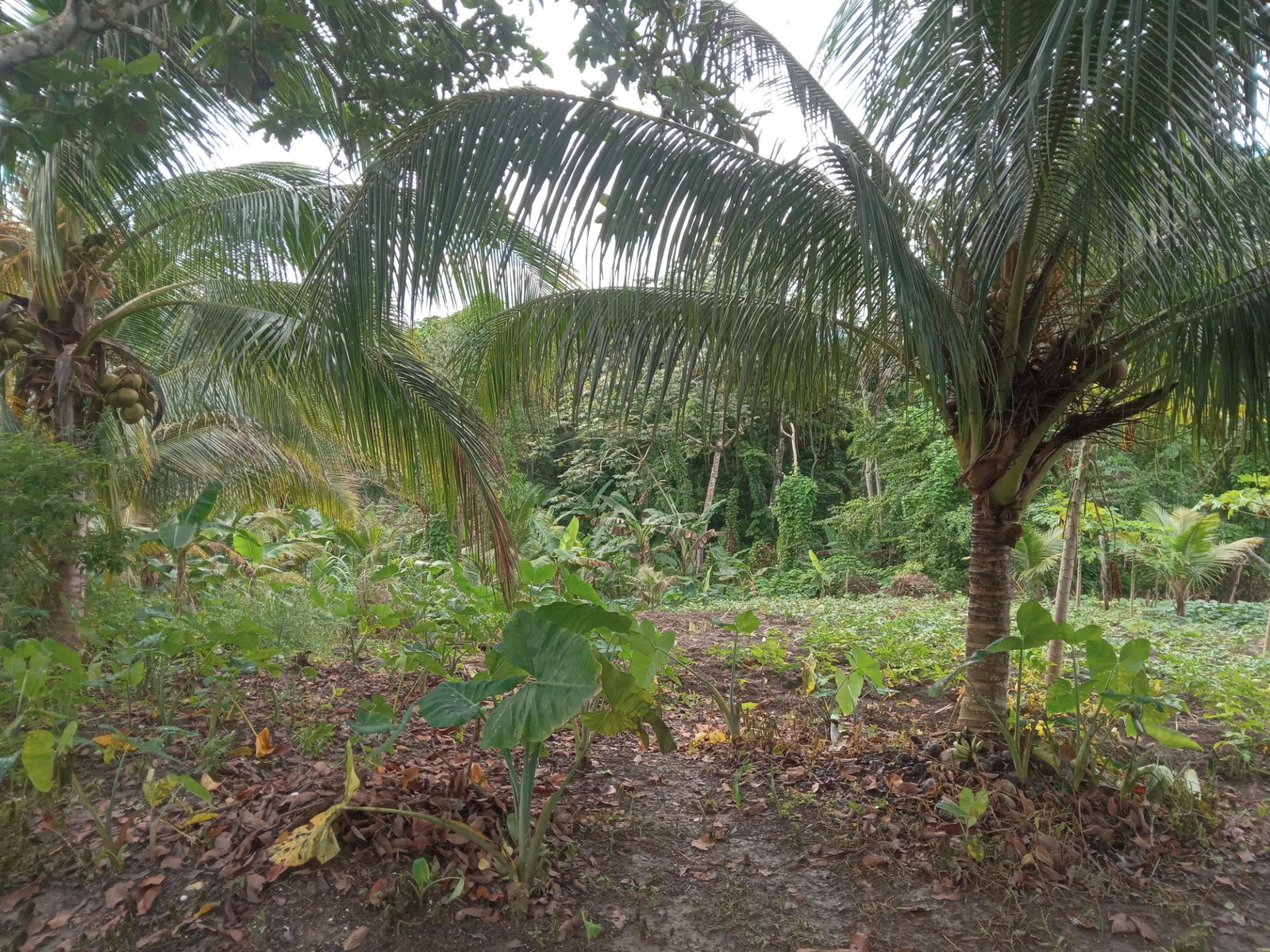 Eighth image of Retreat Off Mango Valley Road in Retreat, St. Mary, Jamaica - property is For Sale