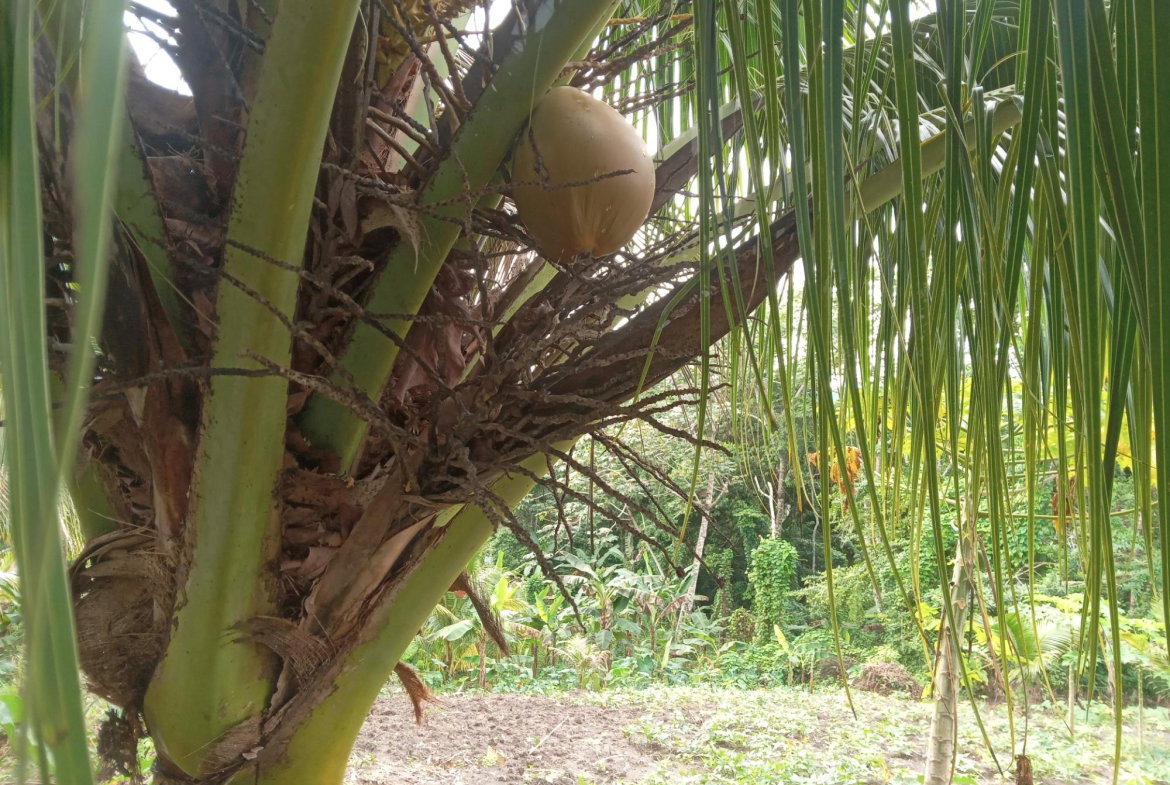 Ninth image of Retreat Off Mango Valley Road in Retreat, St. Mary, Jamaica - property is For Sale