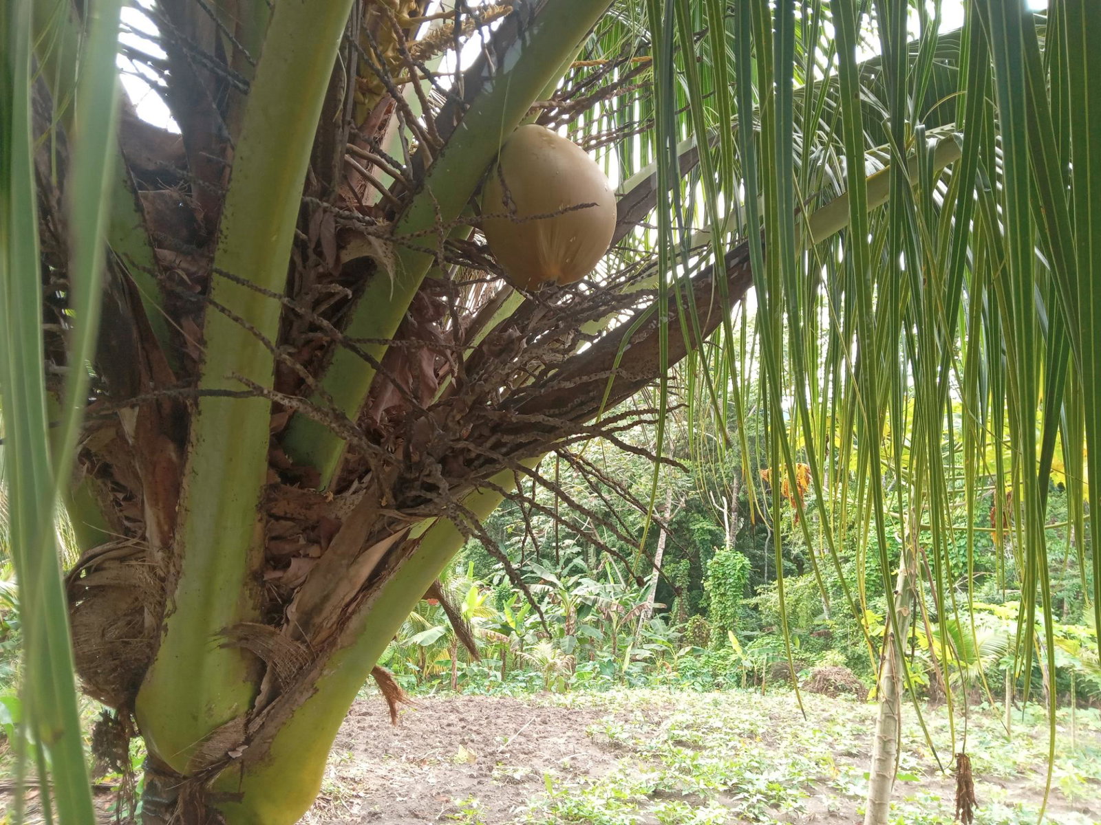 Ninth image of Retreat Off Mango Valley Road in Retreat, St. Mary, Jamaica - property is For Sale