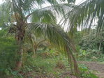First image of Retreat Off Mango Valley Road in Retreat, St. Mary, Jamaica - property is For Sale