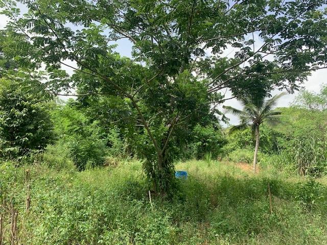 Seventh image of Jericho in Jericho, St. Catherine, Jamaica - property is For Sale