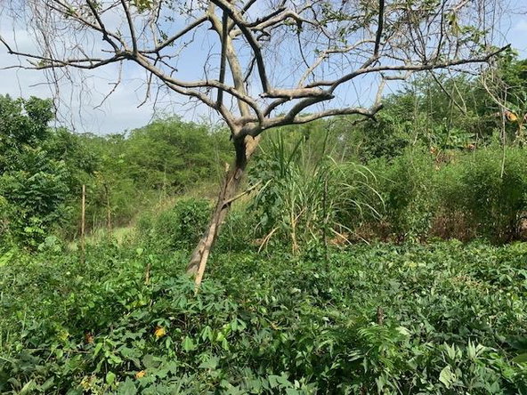 Eighth image of Jericho in Jericho, St. Catherine, Jamaica - property is For Sale