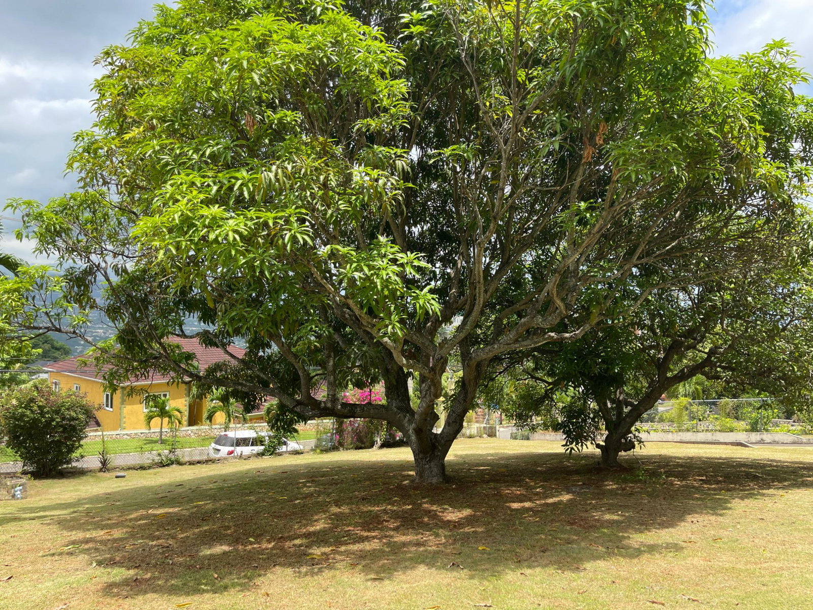 3-Bedroom-Fixer-Upper-in-St.-Andrew-Investment-Opportunity Sixth image of Brentwood Terrace in Red Hills, St. Andrew, Jamaica - property is For Sale