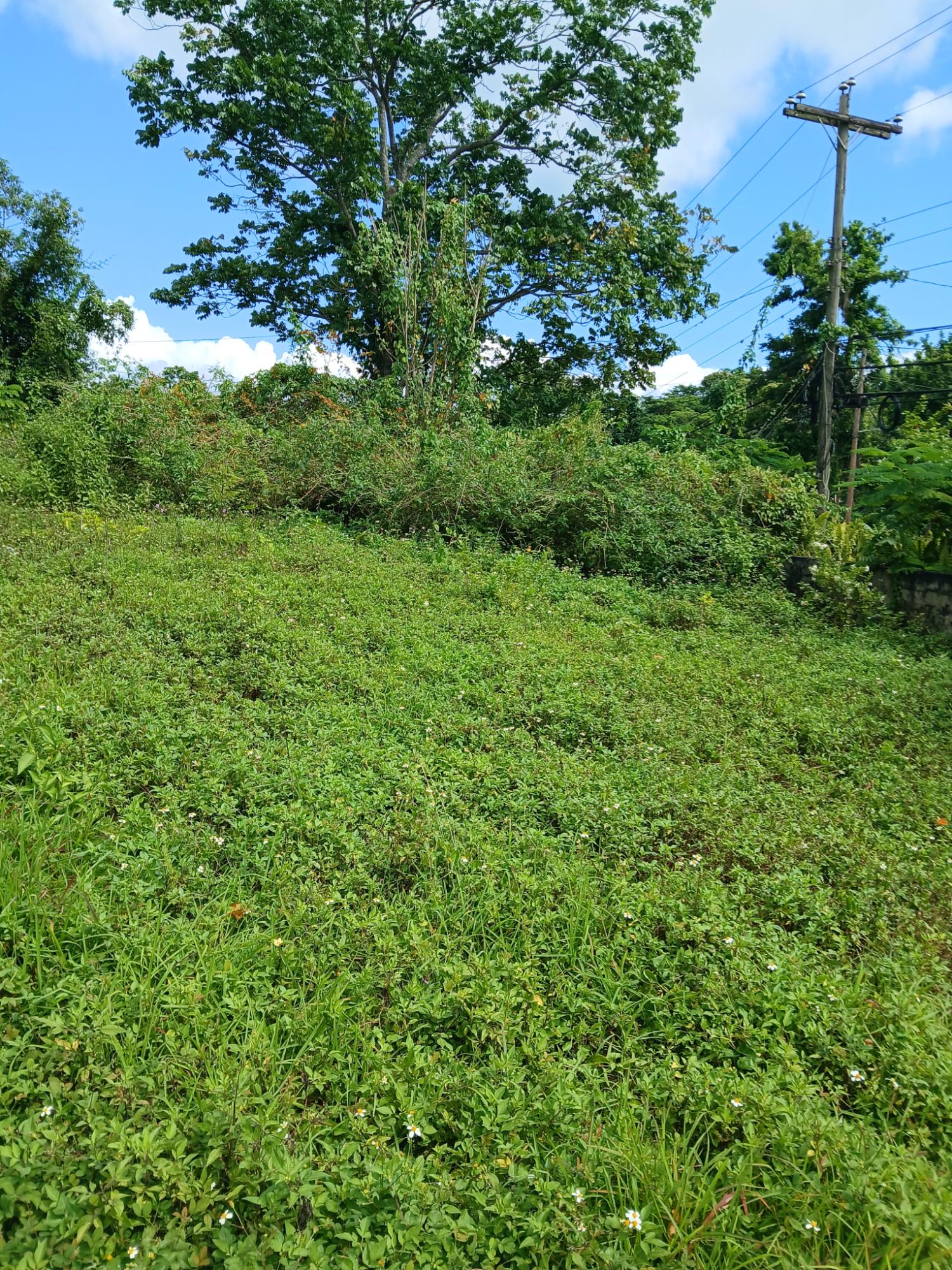 Fifteenth image of 19a Maderia Rd. Grove Mount in Grove Mount, Manchester, Jamaica - property is For Sale