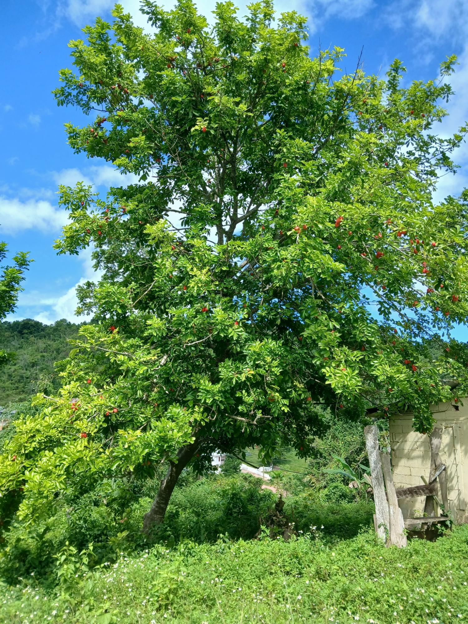 Twentieth image of 19a Maderia Rd. Grove Mount in Grove Mount, Manchester, Jamaica - property is For Sale