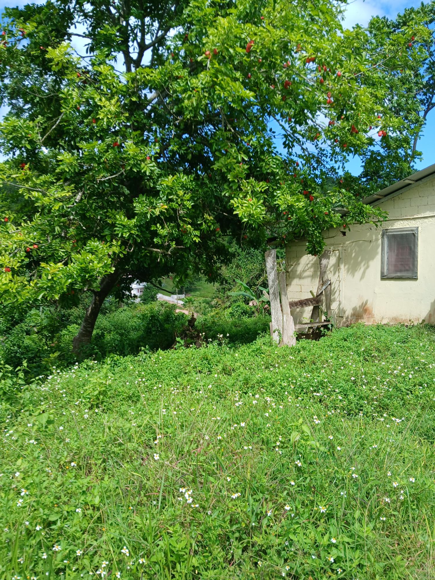 Fourth image of 19a Maderia Rd. Grove Mount in Grove Mount, Manchester, Jamaica - property is For Sale