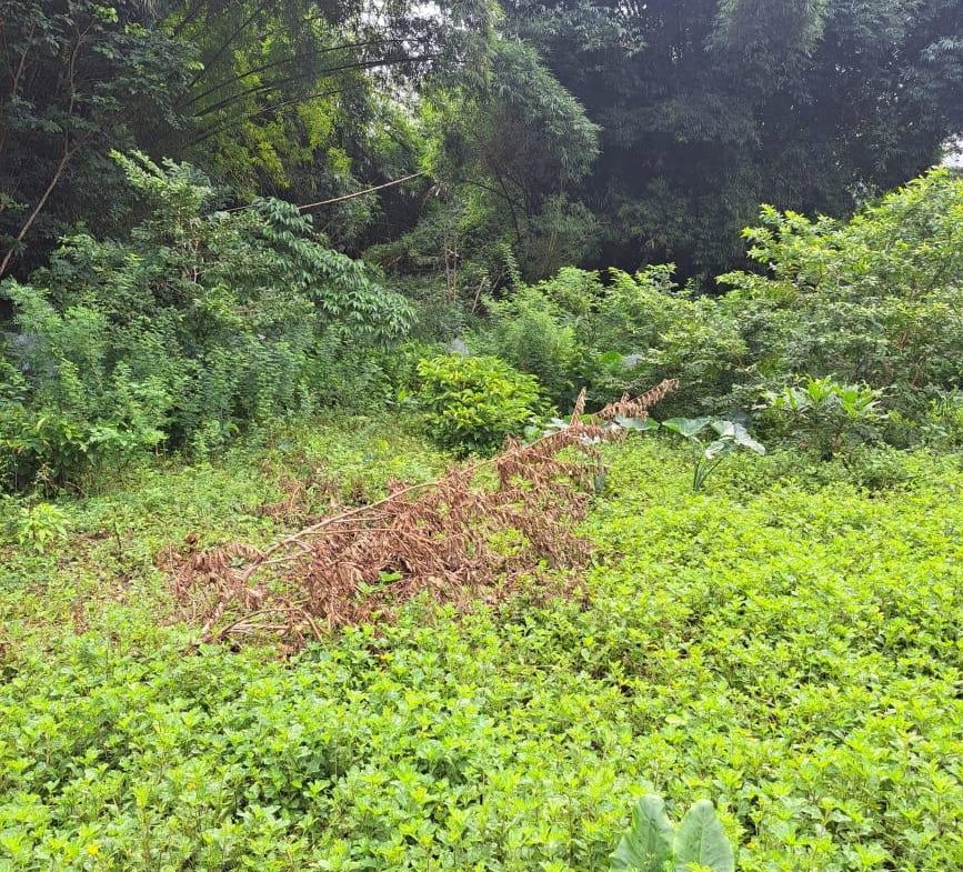 Second image of Lot 84 Grange Hill in Grange Hill, Portland, Jamaica - property is For Sale