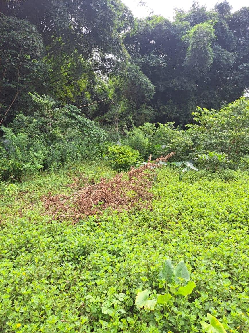 Second image of Lot 84 Grange Hill in Grange Hill, Portland, Jamaica - property is For Sale