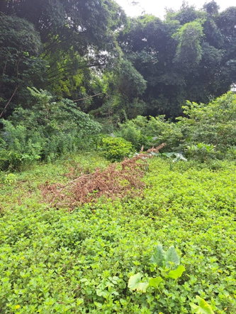Second image of Lot 84 Grange Hill in Grange Hill, Portland, Jamaica - property is For Sale