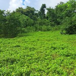 First image of Lot 84 Grange Hill in Grange Hill, Portland, Jamaica - property is For Sale