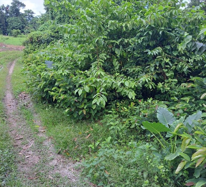 Third image of Lot 84 Grange Hill in Grange Hill, Portland, Jamaica - property is For Sale