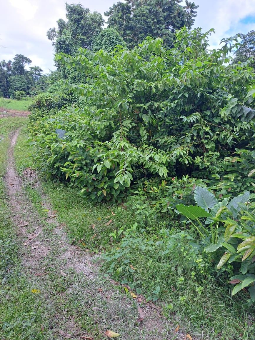 Third image of Lot 84 Grange Hill in Grange Hill, Portland, Jamaica - property is For Sale