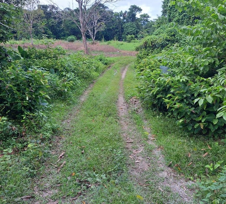 Fourth image of Lot 84 Grange Hill in Grange Hill, Portland, Jamaica - property is For Sale