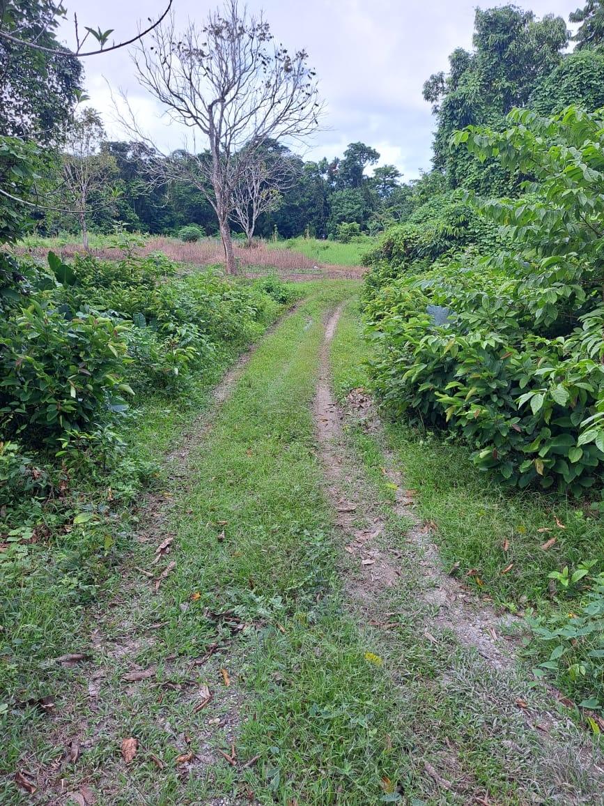 Fourth image of Lot 84 Grange Hill in Grange Hill, Portland, Jamaica - property is For Sale