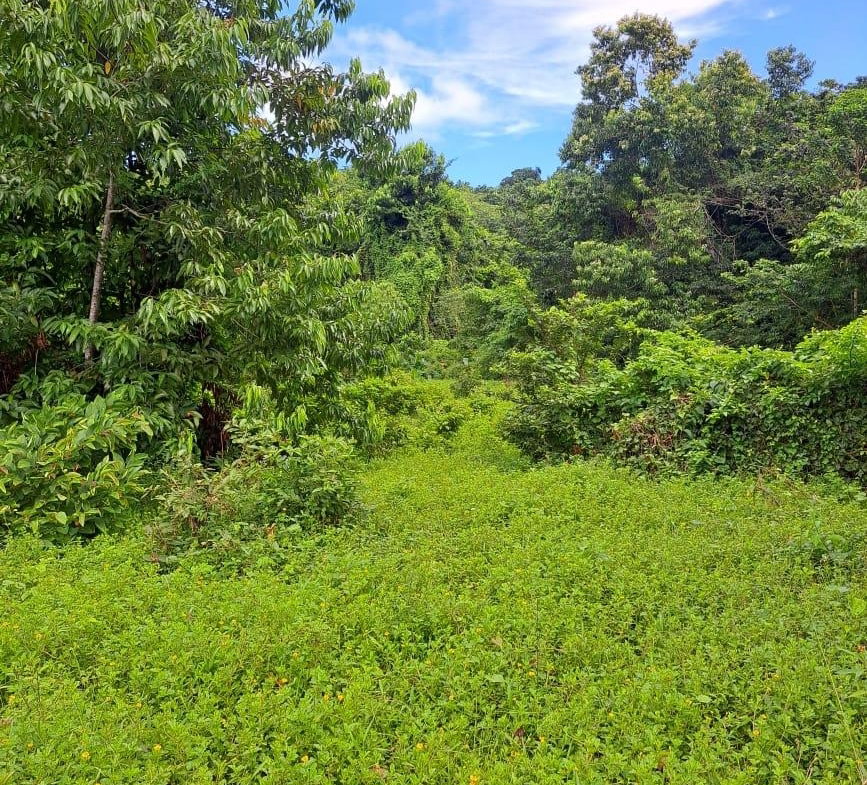 Fifth image of Lot 84 Grange Hill in Grange Hill, Portland, Jamaica - property is For Sale