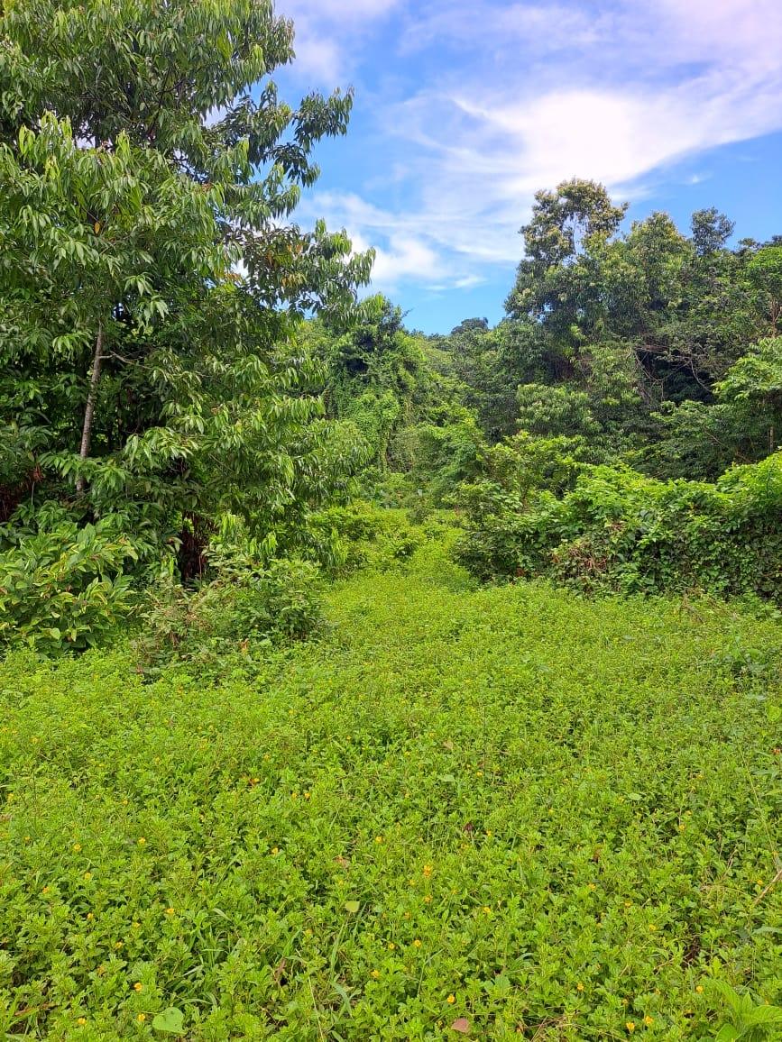 Fifth image of Lot 84 Grange Hill in Grange Hill, Portland, Jamaica - property is For Sale
