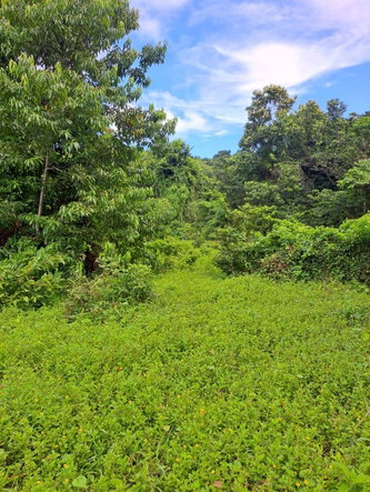 Fifth image of Lot 84 Grange Hill in Grange Hill, Portland, Jamaica - property is For Sale